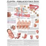 Plakát - Člověk - Pohlavní cykly ženy Plakát - Člověk - Pohlavní cykly ženy