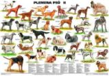 Plakát - Plemena psů II - Plakáty Plakát - Plemena psů II