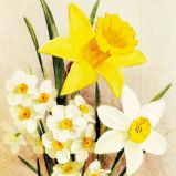 Papírový ubrousek Yellow Spring Flowers Daffodil - Home deco Papírový ubrousek Yellow Spring Flowers Daffodil