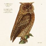 Papírový ubrousek Forest Animals Owl