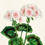 Papírový ubrousek Geranium White