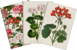 Sada tří notýsků Geranium - Bloky, zápisníky Sada tří notýsků Geranium