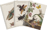 Sada tří notýsků Insects - Bloky a zápisníky do školy Sada tří notýsků Insects