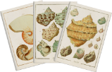 Sada tří notýsků Seashells