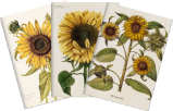 Sada tří notýsků Sunflowers - Bloky, zápisníky Sada tří notýsků Sunflowers