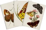 Sada tří notýsků Butterflies Sada tří notýsků Butterflies