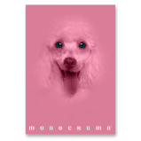 Školní sešit Pigna Monocromo Pink - A4, linkovaný, 38 listů, mix motivů Školní sešit Pigna Monocromo Pink - A4, linkovaný, 38 listů, mix motivů