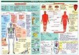 Tabulka - biologie člověka - Přírodopis Tabulka - biologie člověka