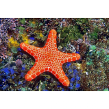 Pohlednice 3D Asteroidea - Pohlednice, přání Asteroidea