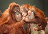Pohlednice 3D Orangutani Pohlednice 3D Orangutani
