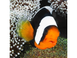 Pohlednice Panda Clownfish Pohlednice Panda Clownfish
