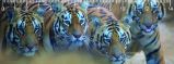 Pravítko 3D Bengal tigers deep
