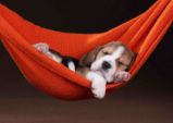 Good sleeper