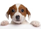 Pohlednice 3D - Jack russel