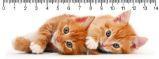 Pravítko 3D Two Ginger Kitten - Pravítka a metry 3D pravítko Two Ginger Kitten