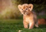 3D pohlednice Lion Prince