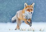 3D pohlednice Running Fox