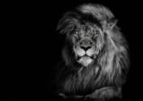 Pohlednice 3D Lion