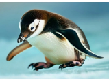 Pohlednice 3D Pinguino AI Pohlednice 3D Pinguino AI