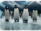 3D pohlednice Four Penguins AI 3D pohlednice Four Penguins AI