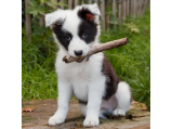 Magnet Border Collie