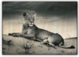 Obraz dřevěný: Lioness, 485x340 - Plakáty Obraz dřevěný: Lioness, 485x340