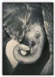 Obraz dřevěný: Little Elephant (340x485)