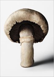 The Gourmand's Mushroom. A Collection of Stories & Recipes