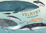 Velryby - Kelsey Oseid - Encyklopedie Velryby