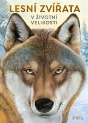 Lesní zvířata: V životní velikosti - Holger Haag - Dětské Lesní zvířata: V životní velikosti