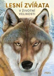 Lesní zvířata: V životní velikosti - Holger Haag - Dětské Lesní zvířata: V životní velikosti