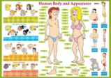 Human Body and Appearance / Lidské tělo - Naučná karta Human Body and Appearance / Lidské tělo - Naučná karta