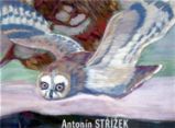 Antonín Střížek - Martin Dostál - Odborná a technická literatura Antonín Střížek