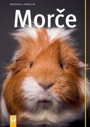 Morče Morče