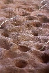 Multilogues on the Now: On Glands, Membranes and Cavities Multilogues on the Now: On Glands, Membranes and Cavities