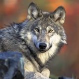 Wolfi Wolfi