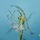 LP Fergus McCreadie - Stream (Crystal Clear vinyl)