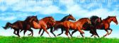 Pravítko 3D - Horses in green field deep - Pravítka a metry 3D Pravítko - Horses in green field deep