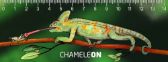 Pravítko 3D - Chameleon - Pravítka a metry 3D pravítko Chameleon