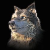 3D pohlednice Wolf Selfie Square