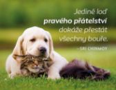 Magnet na lednici - Jedině loď pravého přátelství dokáže přestát všechny bouře. - Sri Chinmoy - Magnety Magnet na lednici - Jedině loď pravého přátelství dokáže přestát všechny bouře.