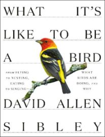 What It´s Like to Be a Bird