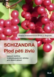 Schizandra - Plod pěti živlů. Léčivá rostlina s povzbuzujícími účinky pro dobré 
