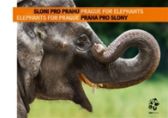 Sloni pro Prahu - Praha pro slony / Elephants for Prague - Prague for Elephants (ČJ, AJ) - Miroslav Bobek - Chovatelství Sloni pro Prahu - Praha pro slony / Elephants for Prague - Prague for Elephants (ČJ, AJ)