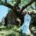 LP Ravyn Lenae: Blue Island (Translucent Vinyl)