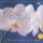 Bílá orchidej - CD Bílá orchidej - CD
