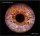 CD Universum