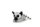 Lemur kata ležící plyš Lemur kata ležící plyš