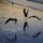 LP Tingvall Trio - Birds LP Tingvall Trio - Birds