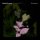 LP Daniel Lanois: Belladonna Nocturne LP Daniel Lanois: Belladonna Nocturne